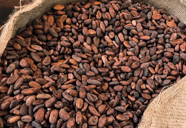Minority Blasts Gov’t Over Broken Cocoa Price Pledge