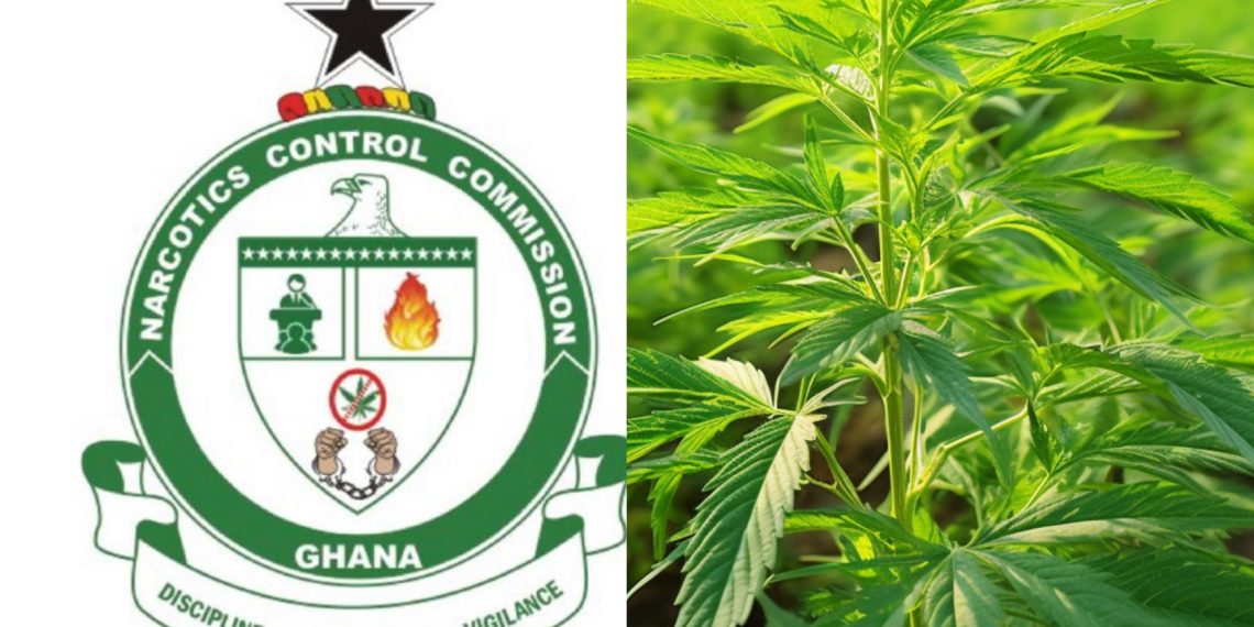 NACOC Condemns Use of Children in Illegal Marijuana Cultivation in Volta Region